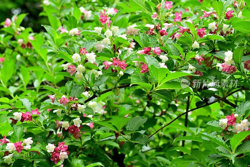 Weigela coraeensis花